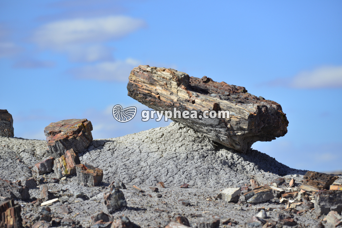 Tronc pétrifié mis en évidence par l'érosion - gryphea.com